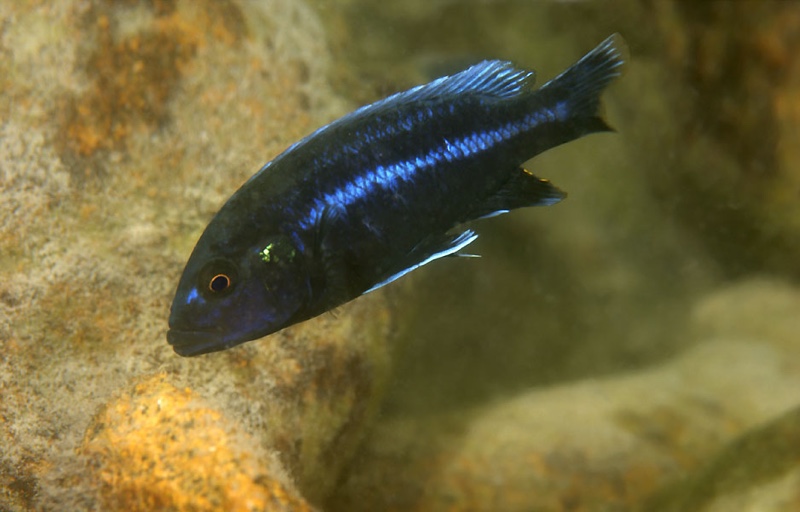 Melanochromis vermivorus 'Nkhudzi'